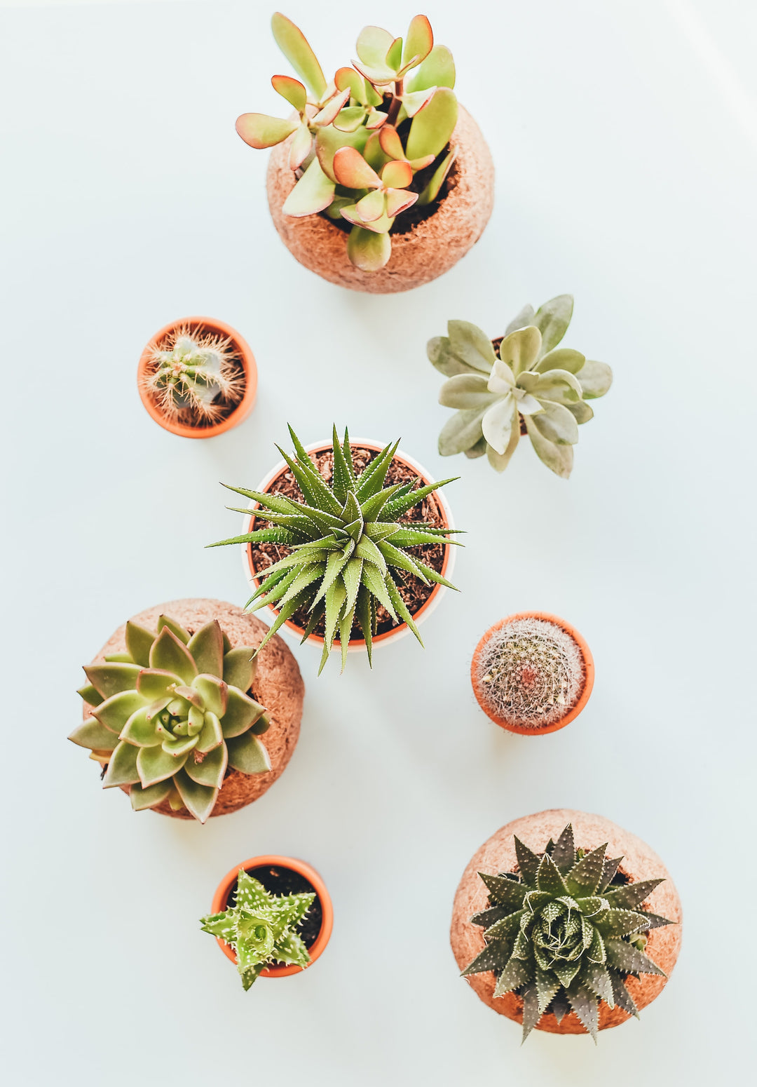 Créez votre propre espace vert : Guide des plantes d'intérieur